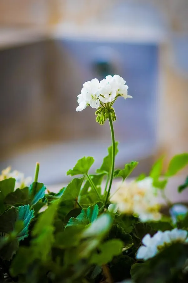 Bed & Breakfast B&B Solarium Lido di Noto Italy